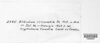 Durella carestiae image